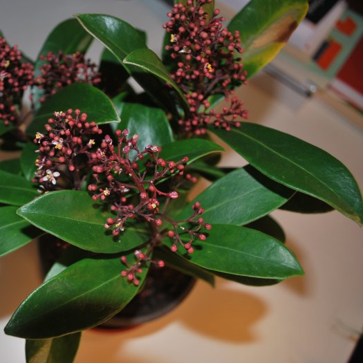 Skimmia japonica